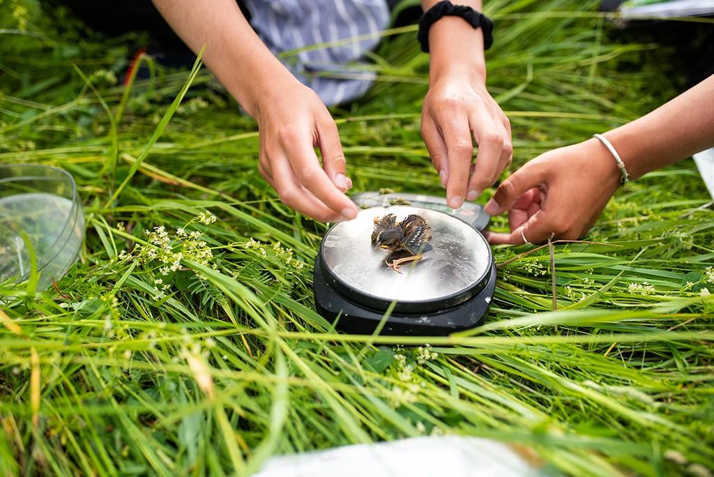 Hands reach toward a baby bird laying on a scale in the grass