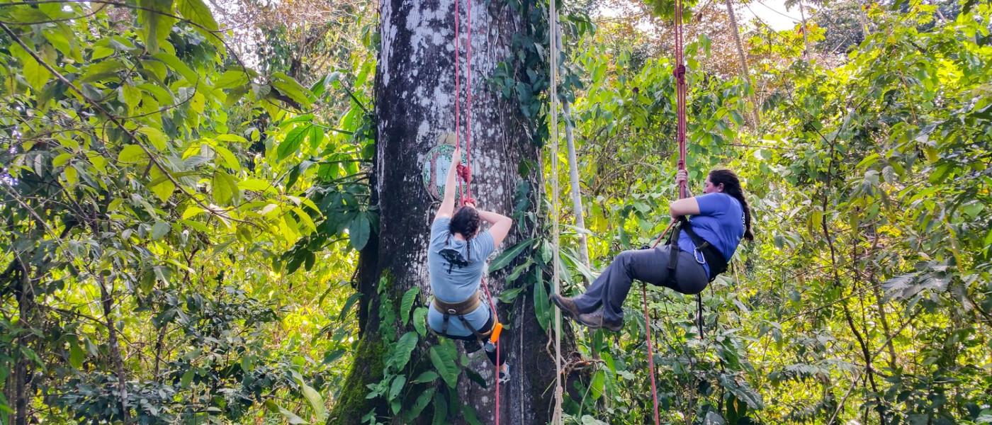 Tree Climibing in the Rainforest Panama